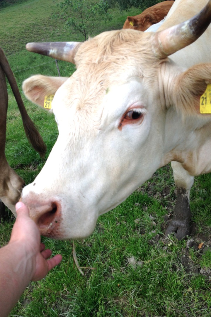 Rindfleisch direkt vom Erzeuger